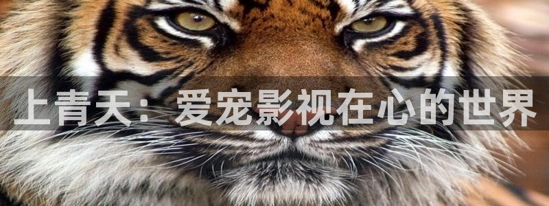 金牌特务电影：上青天：爱宠影视在心的世界